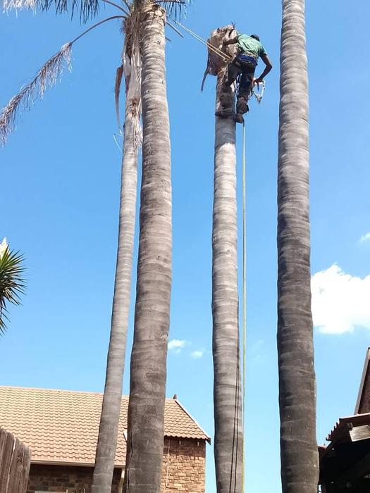 Tree feller working at height on tall palm trees