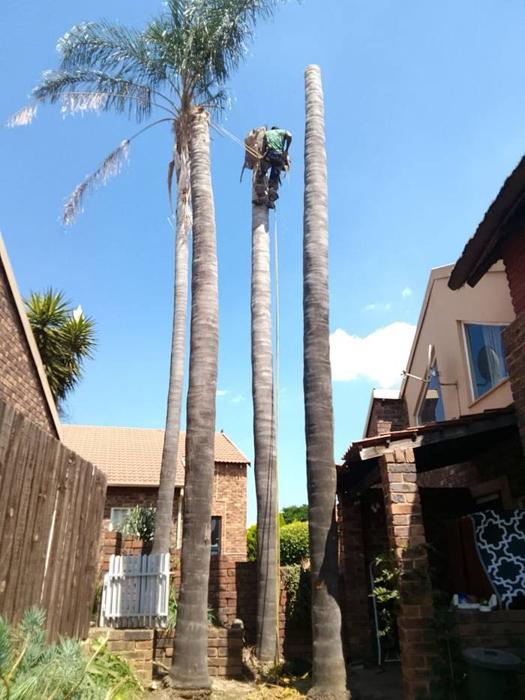 Tall palm trees on residential property before felling