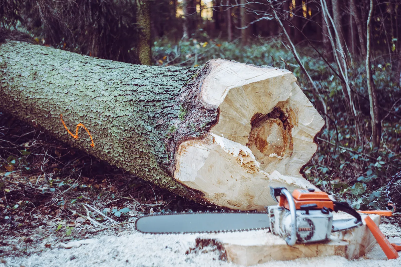 Tree felling work