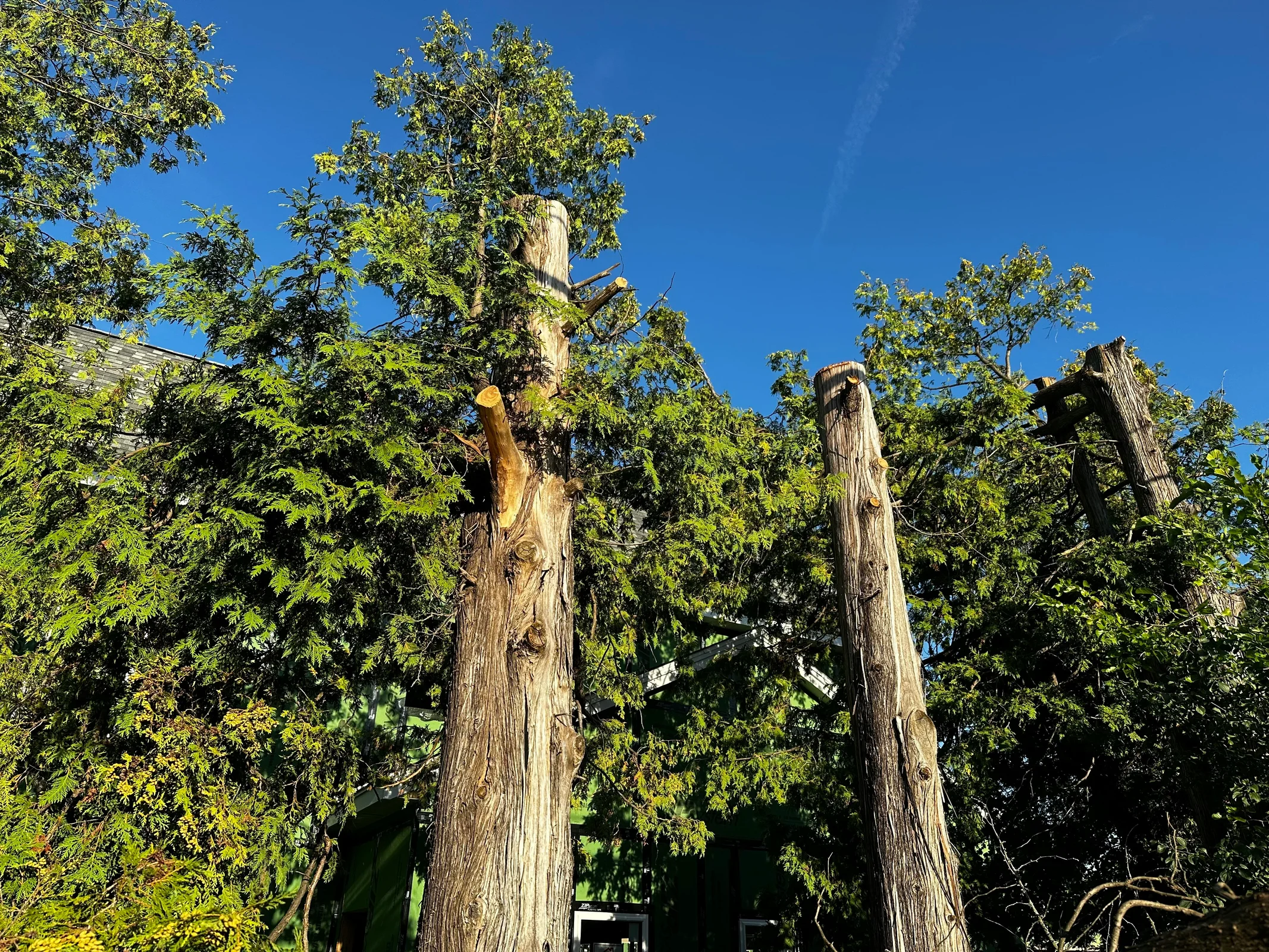 Tree felling work completed by Joshua Projects